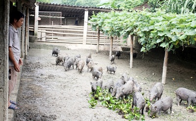 Ứng dụng KH&CN; trong nông nghiệp – dựa vào thế mạnh từng vùng